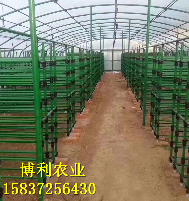 菌類(lèi)大棚2