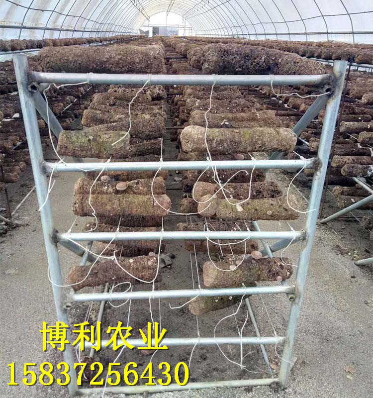 菌類(lèi)大棚4