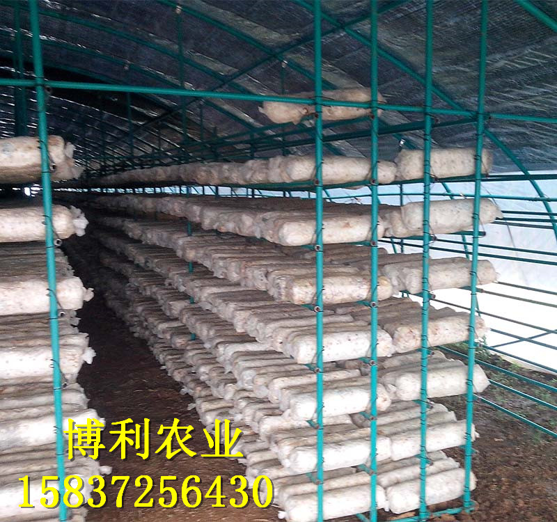 菌類(lèi)大棚5